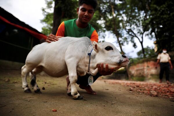Карликовая корова Рани на ферме в Бангладеш - Sputnik Азербайджан