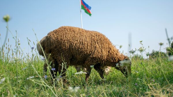 Qazaxda Qurban bayramı  - Sputnik Азербайджан
