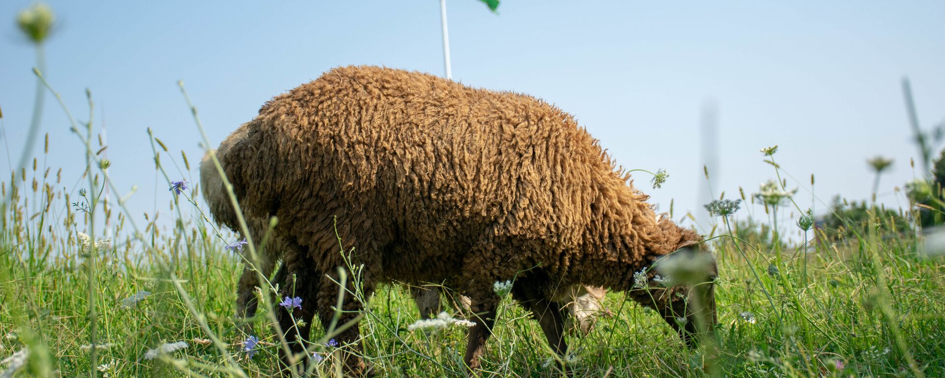 Qazaxda Qurban bayramı  - Sputnik Азербайджан, 1920, 28.05.2026