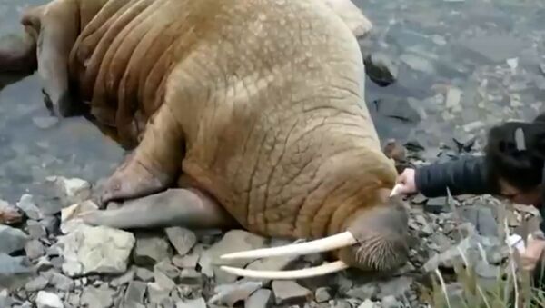 Жители Чукотки спасли моржиху от косаток - видео - Sputnik Азербайджан