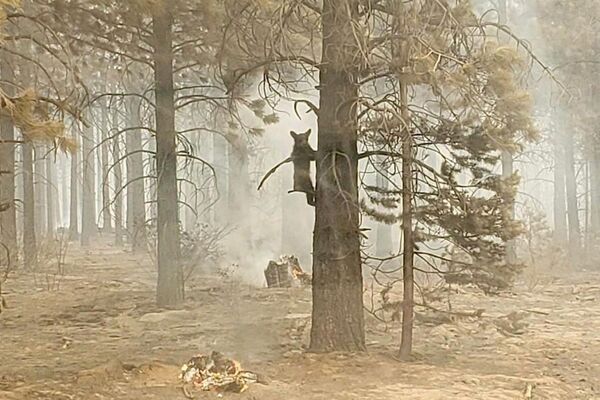 Медвежонок цепляется за дерево после того, как его заметил офицер службы безопасности при пожаре Бутлег в южном Орегоне, США - Sputnik Азербайджан