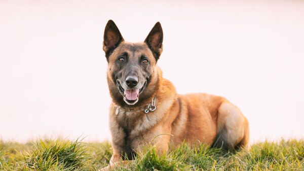  Поисково-спасательная собака стала звездой TikTok - видео - Sputnik Азербайджан
