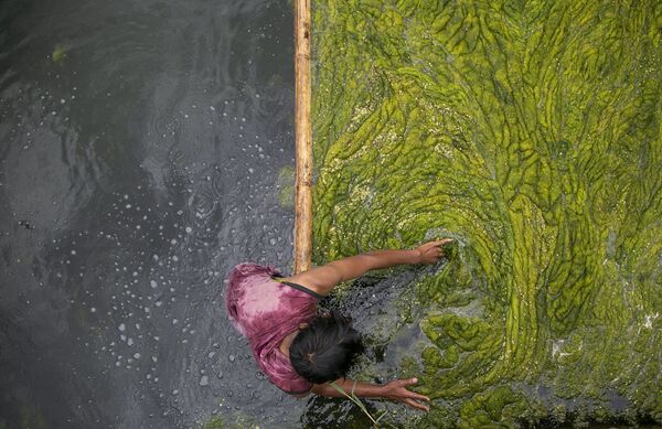 Рабочий чистит от водорослец пруд Камаль Покхари в Катманду, Непал. - Sputnik Азербайджан