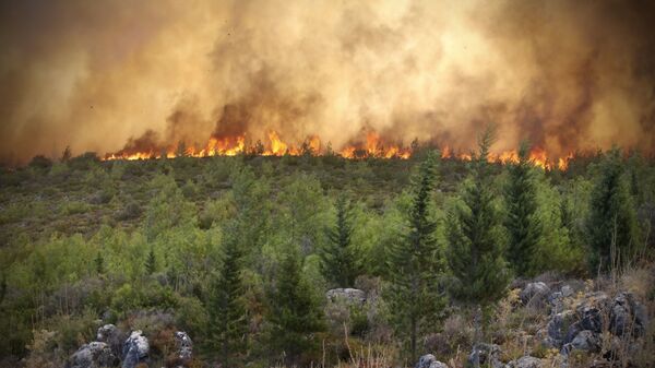 Лесной пожар в Турции, фото из архива - Sputnik Azərbaycan