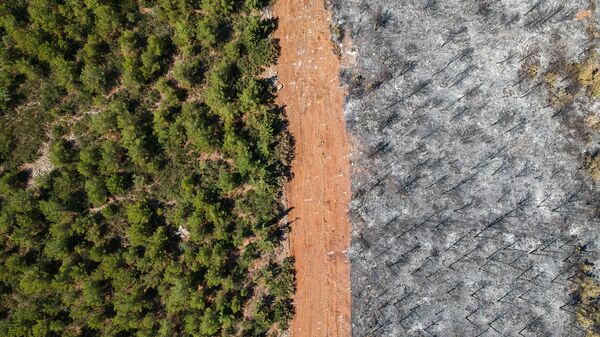 Последствия лесных пожаров в Турции - Sputnik Azərbaycan