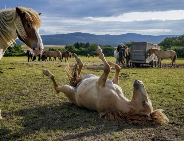İsland atları Almaniyada Verhaym çöllərində oynayırlar. - Sputnik Azərbaycan