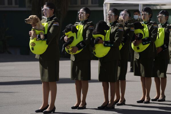 Полицейские представляют щенков для дрессировки во время церемонии в Национальной полицейской академии в Ла-Пасе, Боливия. - Sputnik Азербайджан