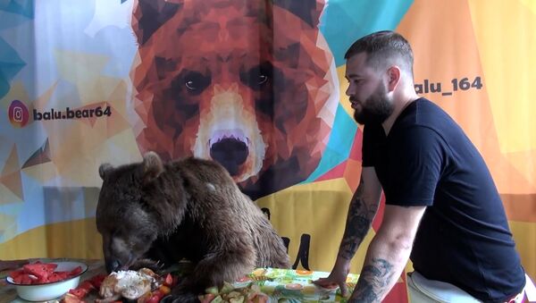 Медведь из Саратова стал звездой соцсетей - 26 миллионов просмотров в ТикТок - Sputnik Азербайджан