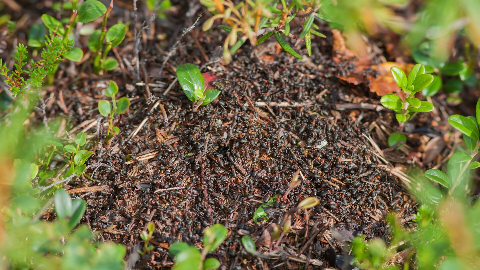 сколько на земле муравьев