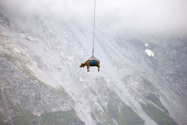Перевозка коровы вертолетом с высокогорных альпийских лугов в Швейцарии. - Sputnik Азербайджан