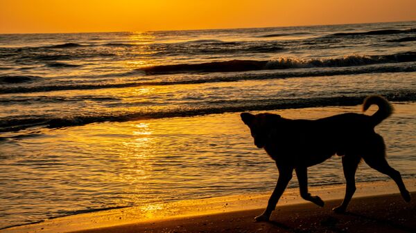 Собака на берегу Каспийского моря, фото из архива - Sputnik Азербайджан