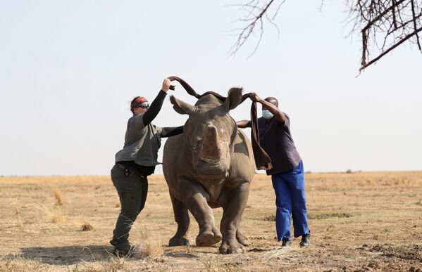 Сотрудники заповедника завязывают глаза носорогу перед операцией по спиливанию рога. - Sputnik Азербайджан