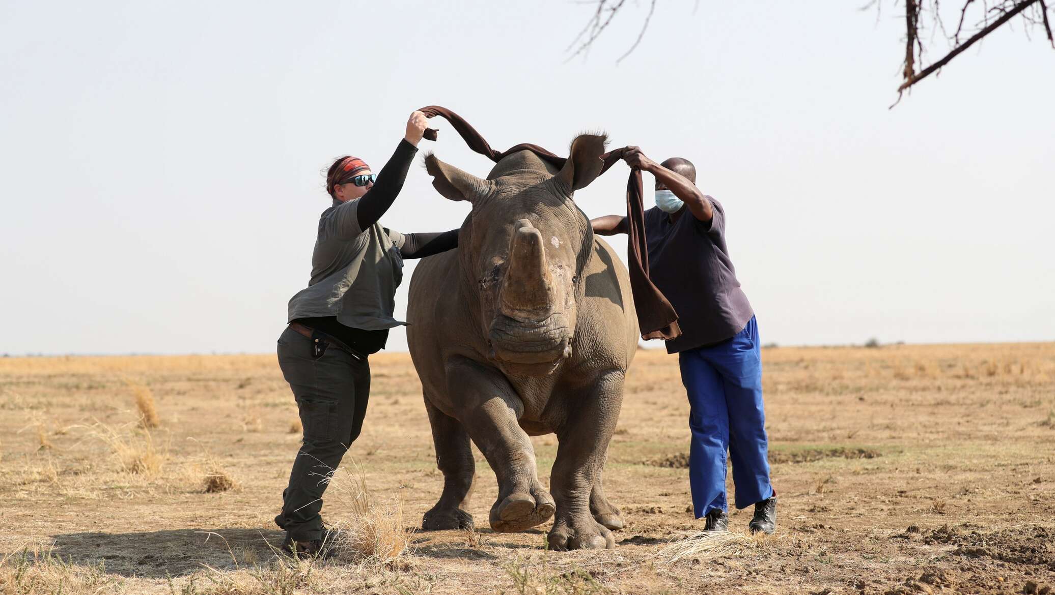 носорогу в жопе голова фото 119