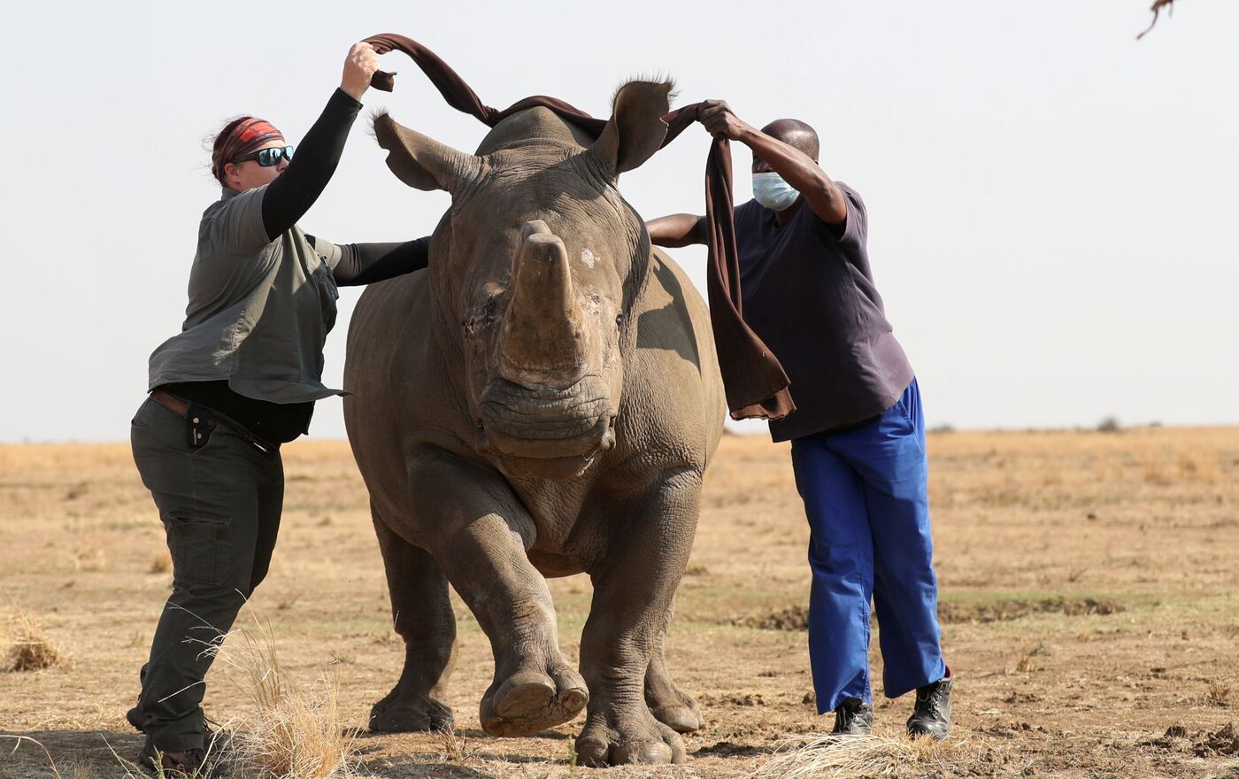 Благодаря собакам удалось предотвратить более 100 попыток браконьерства с носорогами