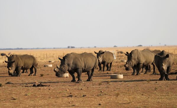 Носороги на ранчо Buffalo Dream, крупнейшем частном заповеднике носорогов в ЮАР. - Sputnik Азербайджан