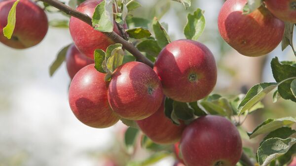Яблоки на дереве, фото из архива - Sputnik Azərbaycan