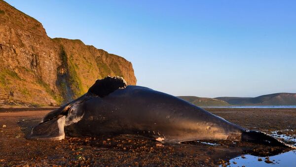 13-метрового кита выбросило на побережье острова Беринга - видео - Sputnik Азербайджан