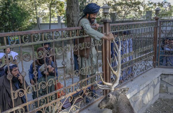 Боец Талибана* касается оленя в вольере в Кабульском зоопарке. - Sputnik Азербайджан