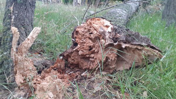 Güclü külək Yevlaxda iri ağacları aşırdıb - Sputnik Azərbaycan