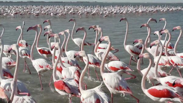 Фламинго прилетели на озеро Караколь перед миграцией на юг - Sputnik Азербайджан