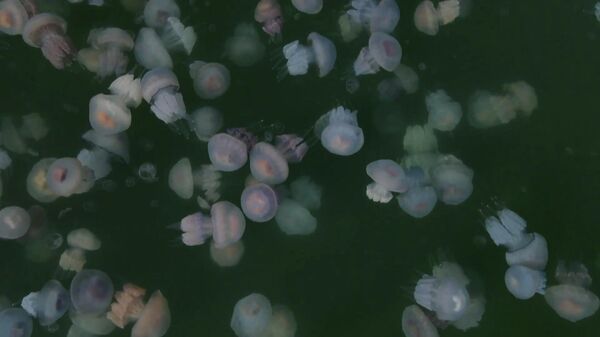 Meduza yağışı: Yüzlərlə meduza Odessa Dəniz Vağzalının akvatoriyasını tutub - Sputnik Azərbaycan