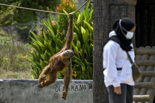 Суматранский орангутанг катается на веревке в зоопарке в Джанто, Индонезия. - Sputnik Азербайджан