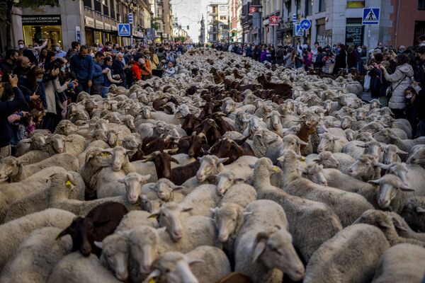 Стадо овец в центре Мадрида. - Sputnik Азербайджан