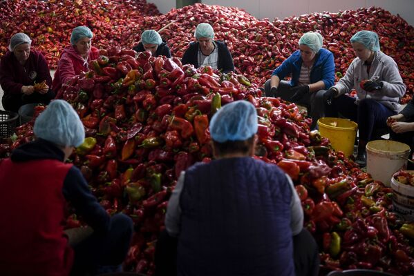 Женщины готовят красный перец для приготовления традиционного популярного соуса Айвар в сельскохозяйственном кооперативе «Круша» в деревне Beликa Кpyшa, Косово. - Sputnik Азербайджан