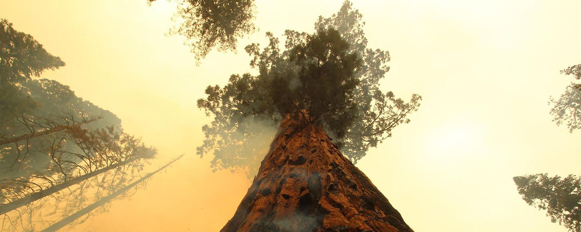 Горящее дерево в Национальном парке Секвойя в Калифорнии - Sputnik Азербайджан, 1920, 01.11.2021