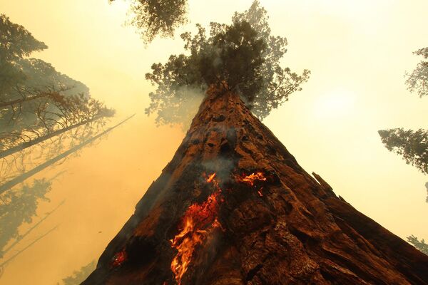 Сотни пожарных сражались с огнем, чтобы защитить несколько рощ гигантских секвой в Соединенных Штатах 19 сентября. - Sputnik Азербайджан