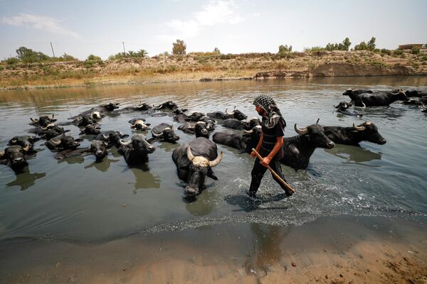 Ирак переживает сильную летнюю жару,  фермеры и пастухи борются с острой нехваткой воды. - Sputnik Азербайджан