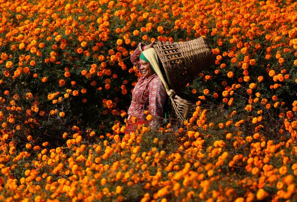 Сбор цветков календулы, Непал. - Sputnik Азербайджан