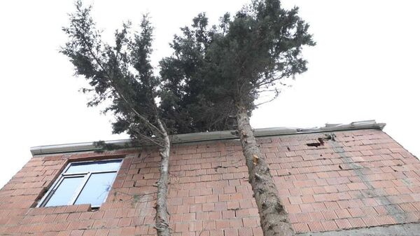 Деревья на улице генерала Мехмандарова в Хатаинском районе столицы - Sputnik Азербайджан
