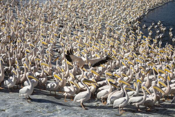 Пеликаны в израильском водохранилище Mishmar HaSharon. - Sputnik Азербайджан