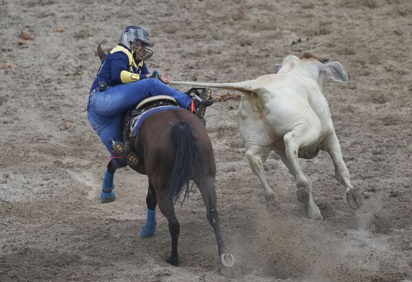 Мужчина дергает быка за хвост, пытаясь сбить его с ног, на международном турнире Йоропо в Вильявисенсио, Колумбия. - Sputnik Азербайджан
