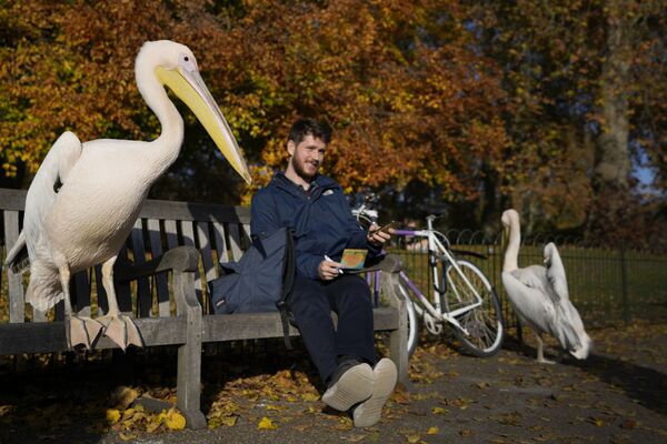 Пеликан делит скамейку с велосипедистом в Сент-Джеймс-парке в Лондоне. - Sputnik Азербайджан