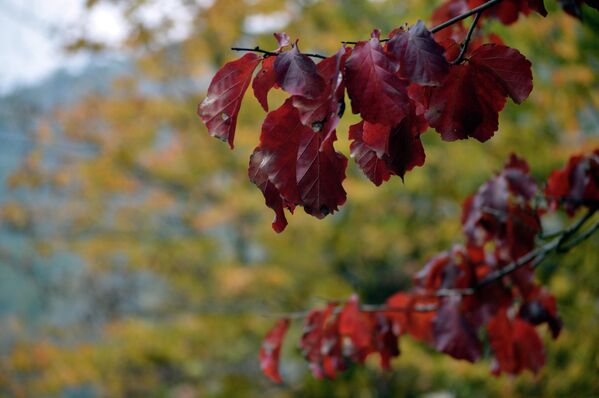 Листья железного дерева по мере увядания, которое может длиться достаточно долго, меняют свой цвет на оранжевый и красный. - Sputnik Азербайджан