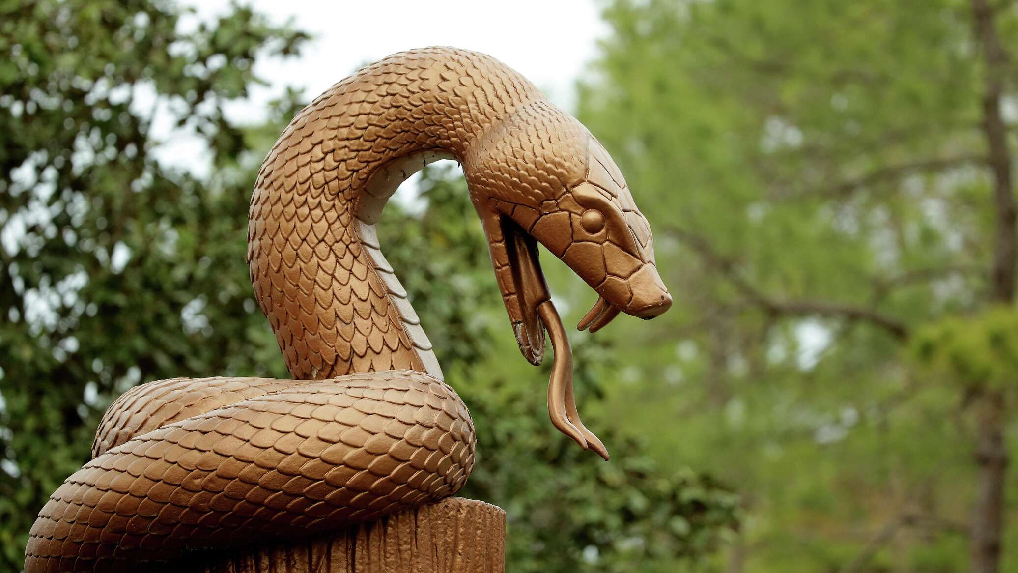 Какой праздник змей. Медноголовая змея. Змея на дереве. Год деревянной змеи. Желтая Земляная змея.