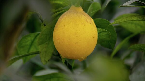 Tovuzda limon bağı - Sputnik Azərbaycan