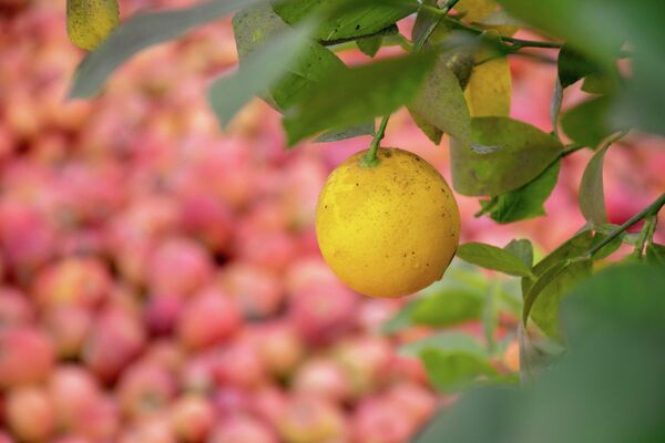 Лимонный сад в Товузе - Sputnik Азербайджан