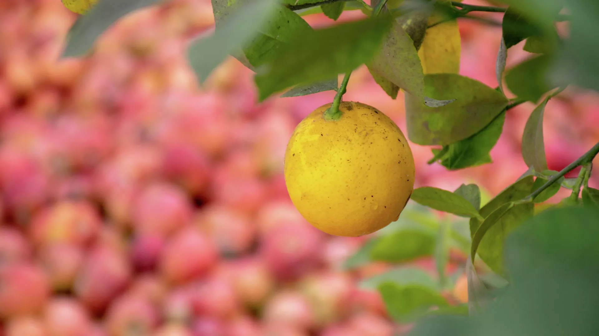 Tovuzda limon bağı