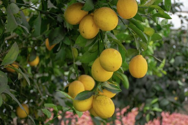 Лимонный сад в Товузе - Sputnik Азербайджан
