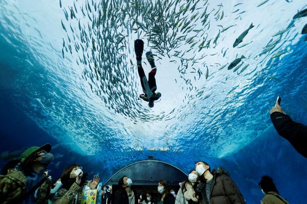 Дайвер в костюме Санта-Клауса плавает в большом аквариуме с рыбами в Иокогаме. - Sputnik Азербайджан