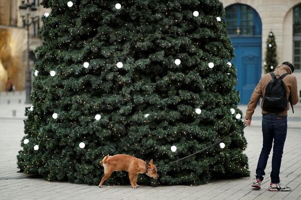 Собака мочится на елку на Вандомской площади в Париже, Франция. - Sputnik Азербайджан