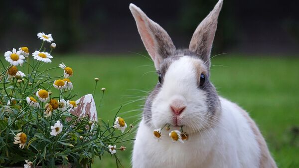 Кролик, фото из архива - Sputnik Азербайджан