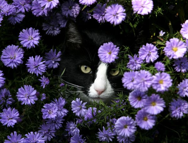 Мордочка кота среди цветов. - Sputnik Азербайджан