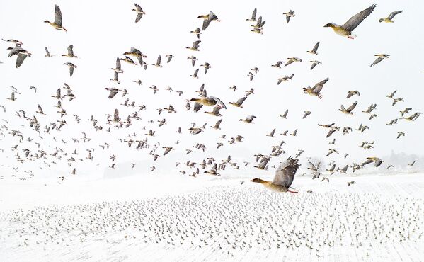 Снимок WINTER MIGRATION норвежского фотографа Terje Kolaas, победивший в конкурсе Nature Photographer of the Year 2021. - Sputnik Азербайджан