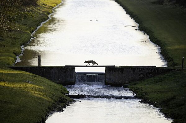 Снимок Fox crossing the bridge нидерландского фотографа Andius Teijgeler, победивший в категории NATURE OF “DE LAGE LANDEN” конкурса Nature Photographer of the Year 2021. - Sputnik Азербайджан