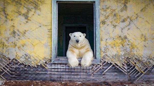 Белый медведь на заброшенной метеостанции на острове Колючин в Чукотском море - Sputnik Азербайджан