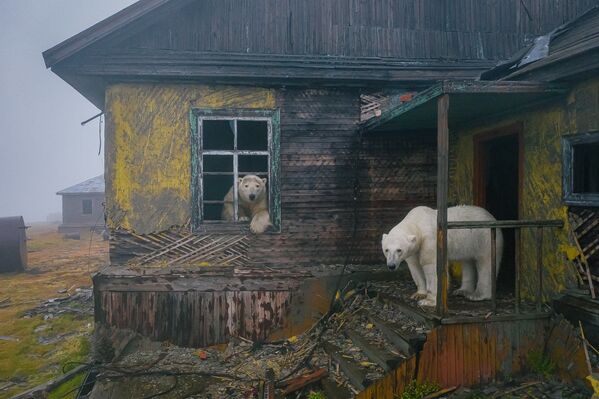 Белые медведи на заброшенной метеостанции на острове Колючин в Чукотском море - Sputnik Азербайджан